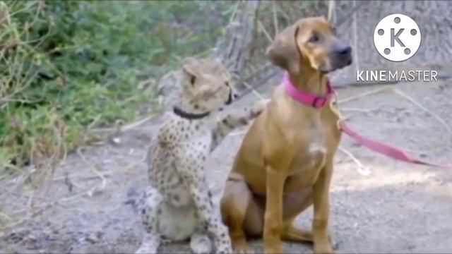 Одинокий и обреченный котёнок гепарда нашёл себе необычного друга, их дружба немыслима смотреть онлайн