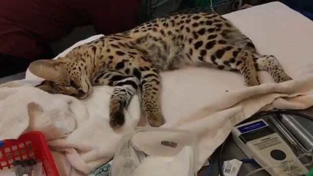 New Serval Intake Exams Pt. 3