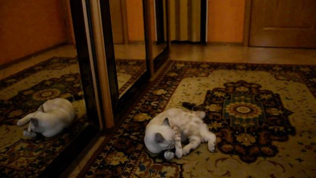 кот Граф - мышелов. смотреть онлайн