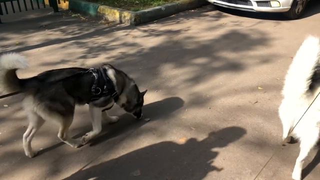 Хаски на прогулке смотреть онлайн