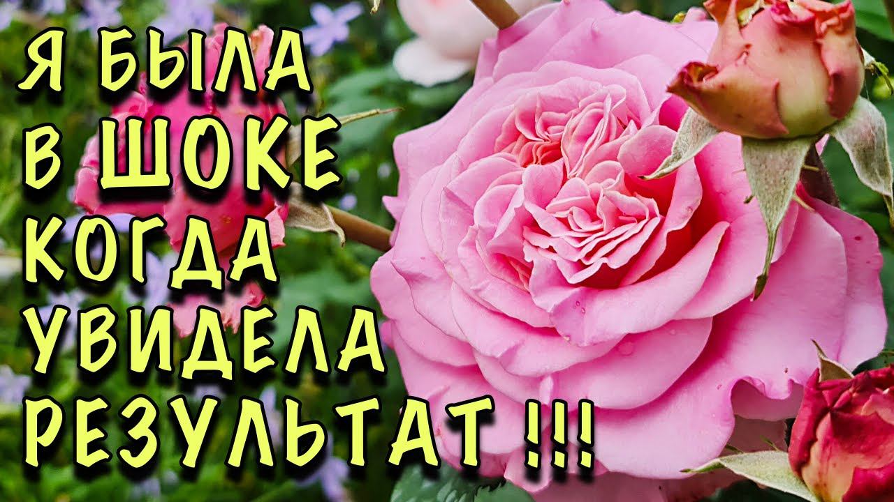 Я была ШОКИРОВАНА, увидя результат! Теперь ДЕЛАЮ ТАК КАЖДЫЙ ГОД! Коктейль для ОПРЫСКИВАНИЯ РОЗ 5 в 1 смотреть онлайн