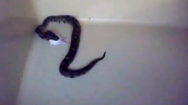 Time Elapsed Feeding Video смотреть онлайн