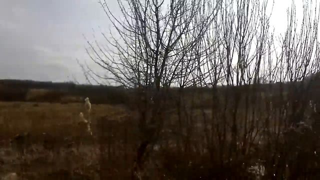Первые медоносы.Верба 6.03.17г смотреть онлайн