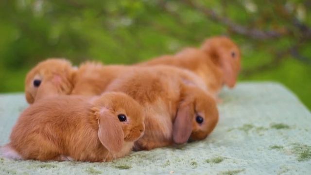 Карликовые кролики вислоухие и минилопы, желтые, красные (zwergwidder rot, minilop red, nhd rood) смотреть онлайн