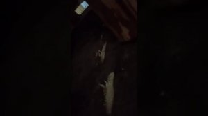 Как Беларус почистил комен газовым балончиком