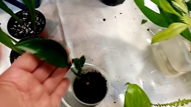 Выставка началась! Погуляем? смотреть онлайн