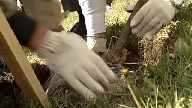 ТГК-1 высаживают деревья смотреть онлайн