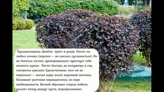 Растения тенистого сада смотреть онлайн