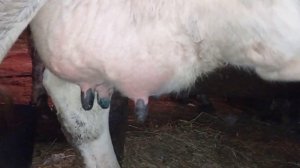 Мастит у коровы! Что такое и как его лечить! Белорусский хуторок!