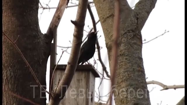 Соседи (Красные Баки) смотреть онлайн