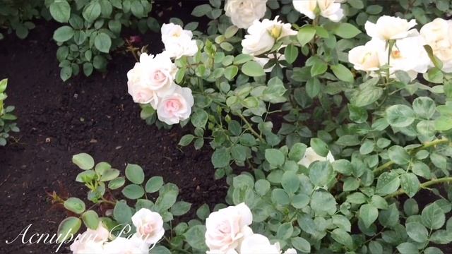 Самые красиво цветущие розы в моем саду. Подборка роз с названиями. смотреть онлайн