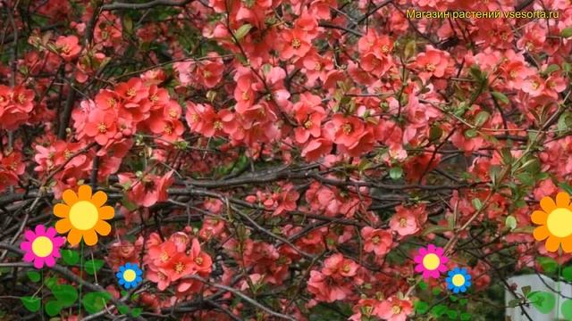 Айва превосходная Салмон Горизон. Краткий обзор chaenomeles superba salmon horizon Salmon Gorizon смотреть онлайн