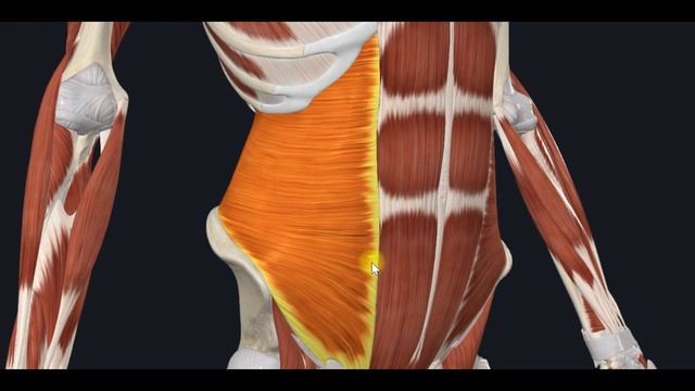 Поперечная мышца живота (m.transversus abdominis) 3D Анатомия смотреть онлайн