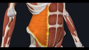 Поперечная мышца живота (m.transversus abdominis) 3D Анатомия