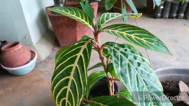 How To Grow Sanchezia Plant