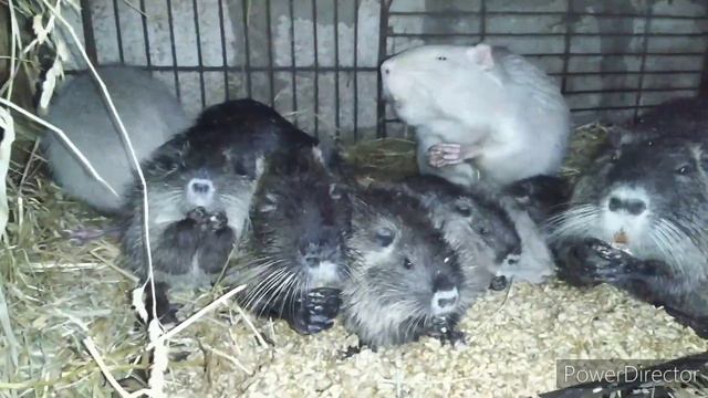 Как зимует нутрия смотреть онлайн