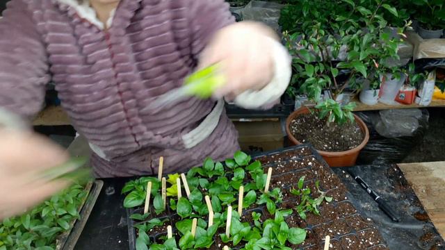 черенкование фуксии