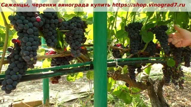 25 июля, кишмиш Венус, начало созревания, урожайность, морозостойкость- все при нем однако. Пузенко смотреть онлайн