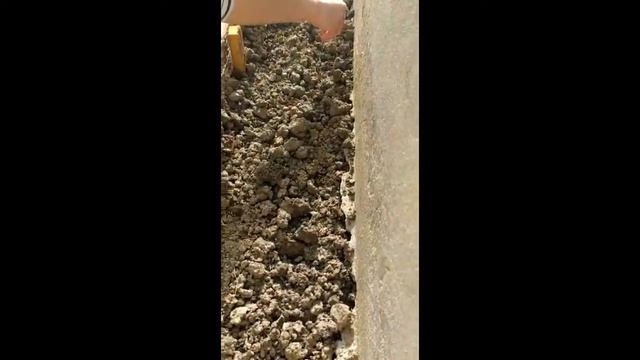 Посев семян . Турецкая гвоздика смотреть онлайн