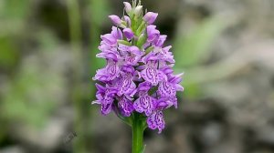 Ятрышник пятнистый для восстановления половой активности у мужчин.