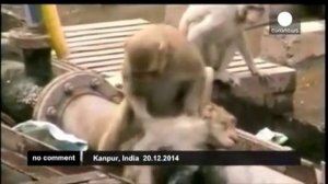 Обезьяна спасает другую обезьяну, которую ударило током!!!