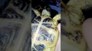 Определение пола у сухопутных среднеозиатских черепах.