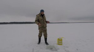 Как насадить крупного живца на жерлицу и избежать ложных сработок  Лайфхаки Советы Секреты