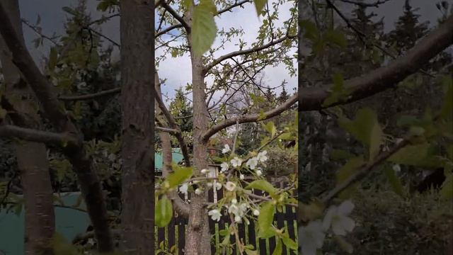 Черешня Юлия. смотреть онлайн