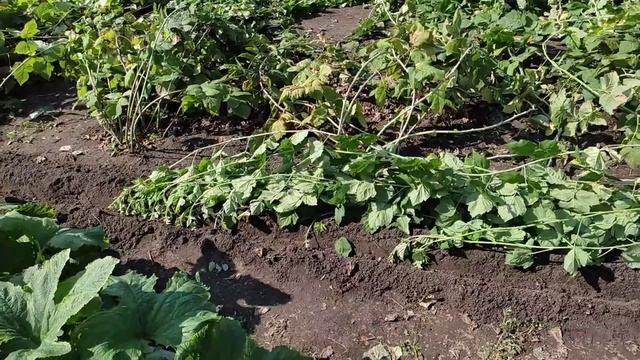 Укореняю ежемалину смотреть онлайн