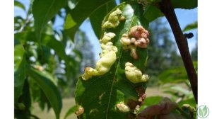 Курчавость листьев персика