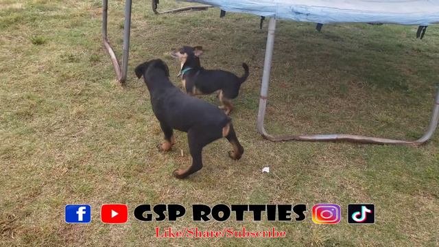 Draco vs Remi (Puppy vs The old guy) 😅 смотреть онлайн