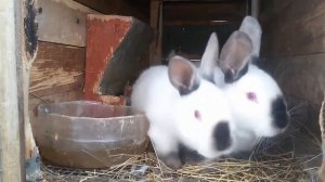 Кормушка кроликам для сена своими руками