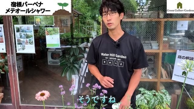 【管理が楽】丈夫で美しい宿根草５選！これから花壇づくりされる方は必見です！【園芸チャンネル】 смотреть онлайн