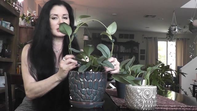 My Scindapsus Treubii Moonlight Trio