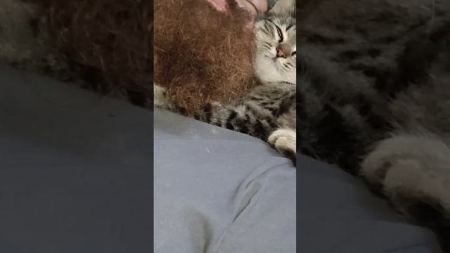 кошка обнимает хозяина смотреть онлайн