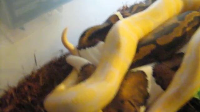 Lavender -vs- Pied -Git R Done- смотреть онлайн