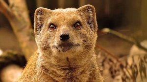 Домашний мангуст! Стоит ли заводить мангуста? Уход и содержание мангуста.