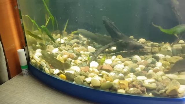 Змееголовы трапезничают смотреть онлайн