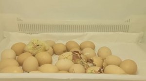 Вылуп цыплят. Результаты инкубации.