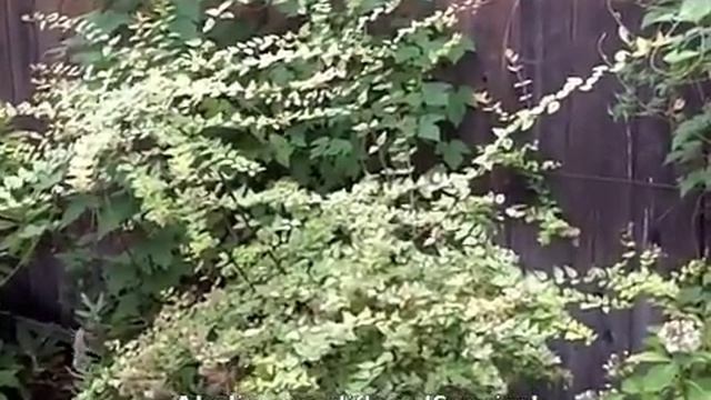 Abelia grandiflora 'Sunrise' смотреть онлайн