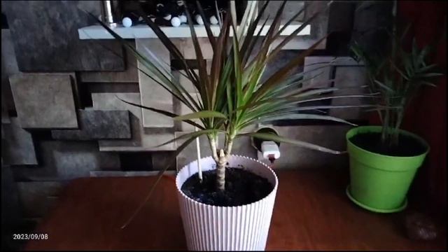 Драцена размножение в домашних условиях