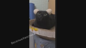 СМЕШНЫЕ ЖИВОТНЫЕ 2023 ЛУЧШИЕ ПРИКОЛЫ С КОТАМИ И CОБАКАМИ