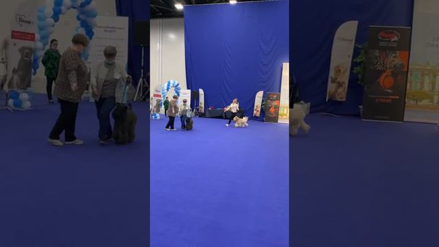 25.04.2021 Russian IDS CACIB Saint Petersburg ,best 3 groups смотреть онлайн