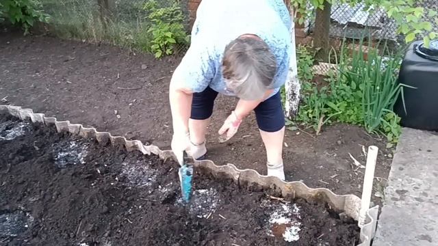 17 мая 2023 г.Наконец то вышла в огород. Посадила огурцы, капусту, посеяла свеклу.