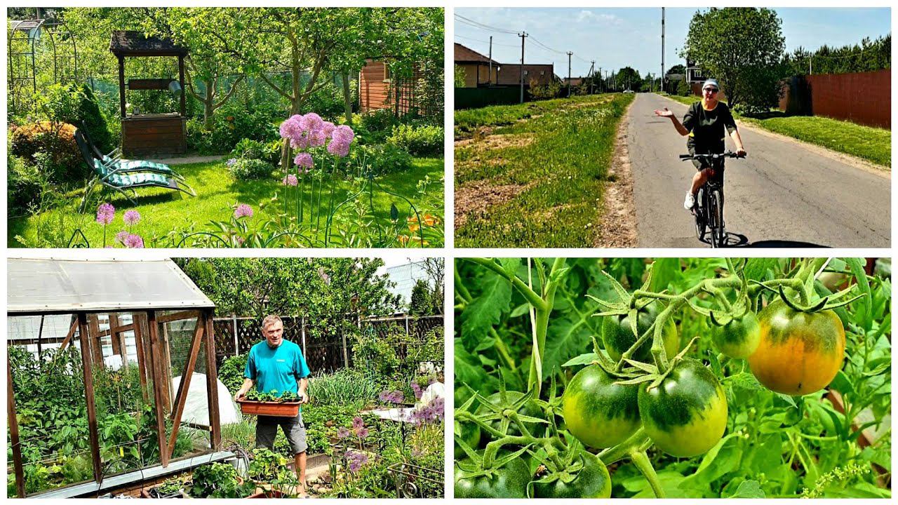ЖАРА в мае,снижаем температуру. Цветы по кашпо СЕКРЕТИКИ.Поспевают помидоры.Продукты из Чижика. смотреть онлайн