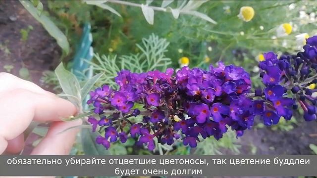 ВЫКАПЫВАТЬ или УКРЫВАТЬ?//Буддлея ДАВИДА в СИБИРИ смотреть онлайн