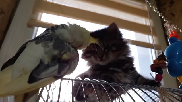 Тимошка занял место Кеши./Слепой котенок и попугай/🐈🦜🥰🤪 смотреть онлайн