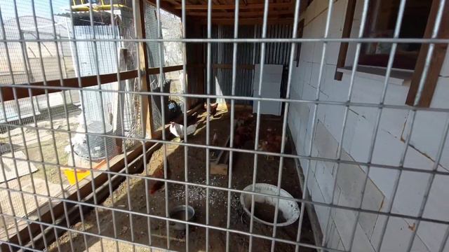 Мы на дачу🏡высаживаю Рододендроны 🌺пробежка по саду. смотреть онлайн