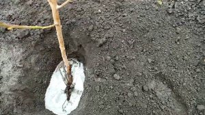 Посадка Некторин Сорта  "ХАРКО".   Утепляю Рассаду КАБАЧКОВ.   23 апреля 2021г.