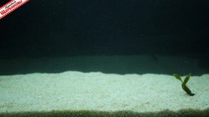 ТОП-6 любимых СИЛИКОНОВЫХ РАКОВ! Судак, окунь и щука в восторге + особенности АНИМАЦИИ